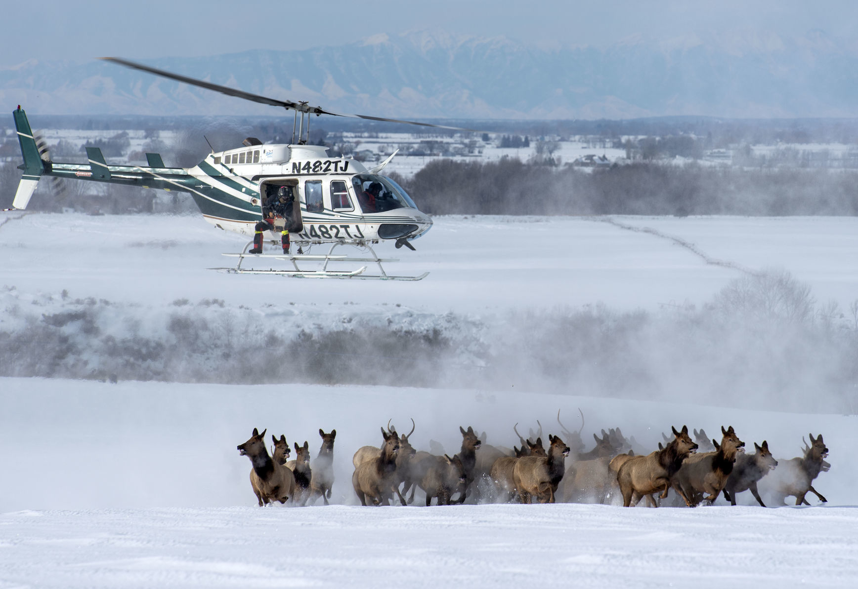 Targhee Elk Herd study